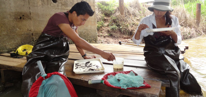 Presentem la “Guía de Macroinvertebrados Bentónicos de la provincia de Orellana, Equador”