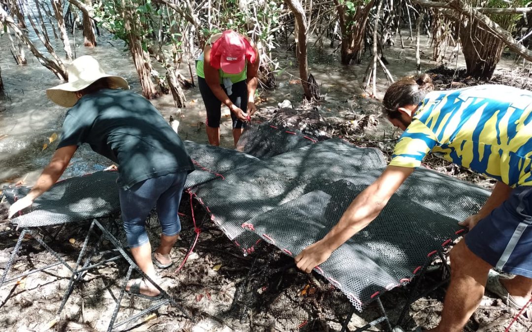 Empezan en Honduras os ensaios de cultivo de bivalvos en bolsas ou pochones
