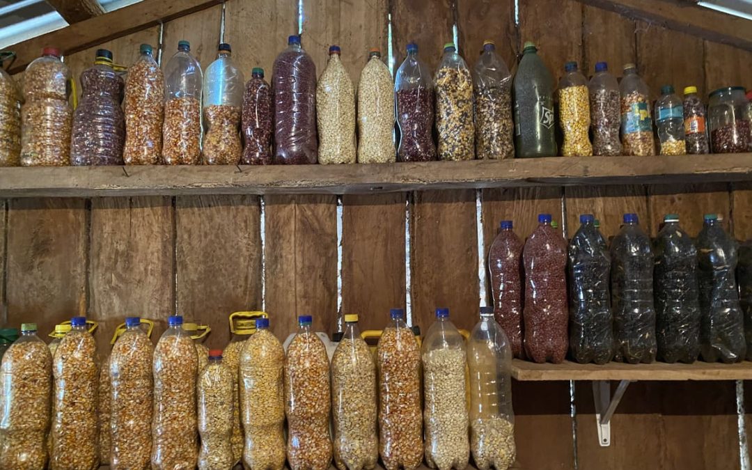 Feria de semillas nativas y criollas en Pirape’ – Un espacio para la soberanía alimentaria y la defensa de la biodiversidad