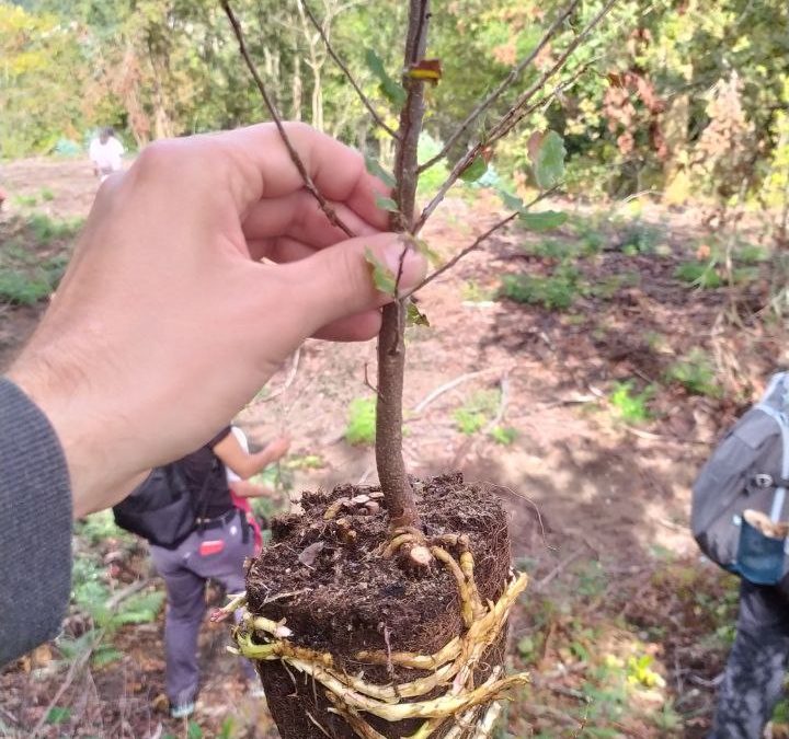 Sentires do Monte, na comunidade do monte veciñal de Couso
