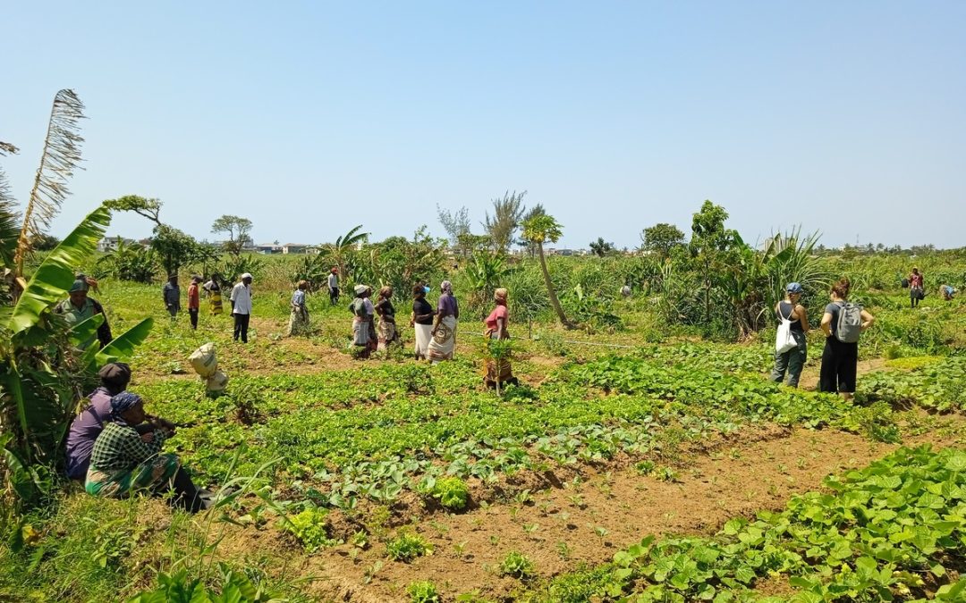 Dones, terra i ciutat: defensar les hortes urbanes de Maputo és defensar la vida