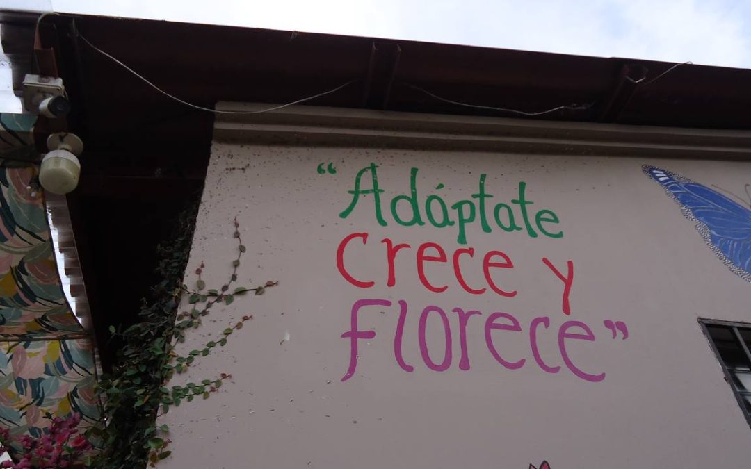 Crónicas dende Honduras: a segunda de Alba V. Adaptarse, medrar e florecer